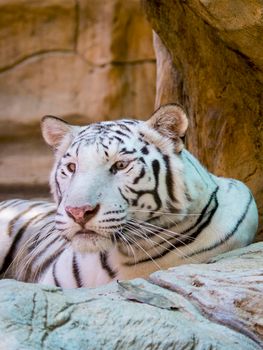 Image of a white tiger on nature background. Wild Animals.