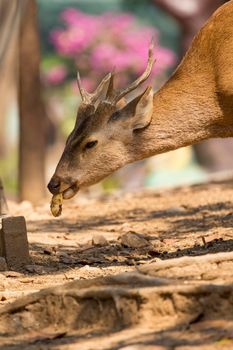 Image of a deer on nature background. wild animals.