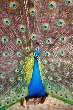 Image of a peacock showing its beautiful feathers. wild animals.