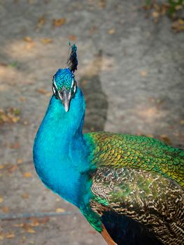 Image of a peacock head on nature background. wild animals.