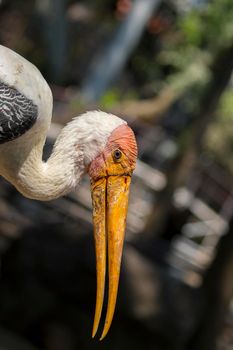 Image of a Lesser adjutant stork. wild animals.