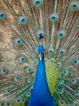 Image of a peacock showing its beautiful feathers. wild animals.