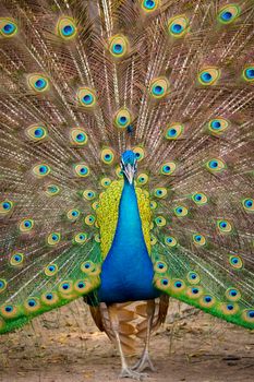 Image of a peacock showing its beautiful feathers. wild animals.