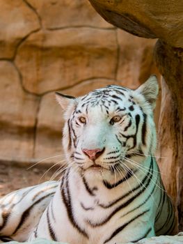 Image of a white tiger on nature background. Wild Animals.