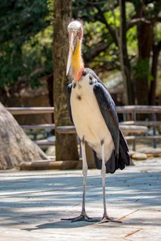 Image of a Lesser adjutant stork. wild animals.