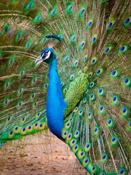 Image of a peacock showing its beautiful feathers. wild animals.