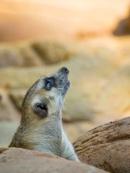 Image of a meerkat or suricate on nature background. Wild Animals.