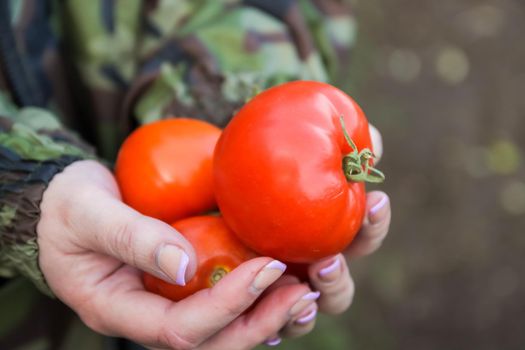 Ripe tomatoes in female hands. Large round vegetables. Do-it-yourself cultivation of crops in the countryside in the country.