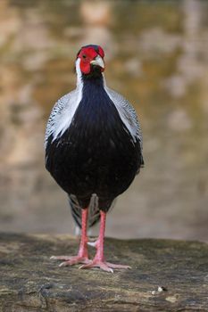 Image of Silver Pheasant(Lophura nycthemere) on nature background. Poultry, Animals.