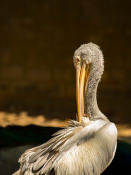 Image of a Lesser adjutant stork. wild animals.