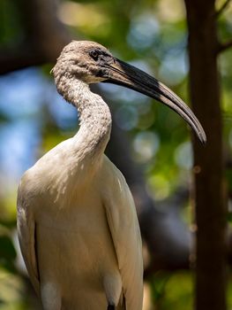 Image of Black-headed ibis bird (Threskiornis melanocephalus). wild animals.