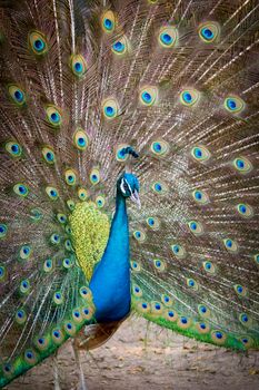 Image of a peacock showing its beautiful feathers. wild animals.