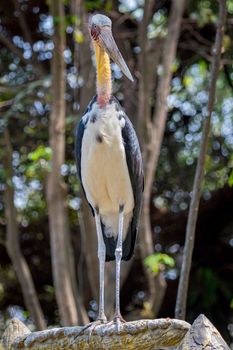 Image of a Lesser adjutant stork. wild animals.