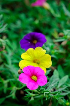 Image of Spreading Petunia(Petunia x hybrida) in the garden. Flowers.