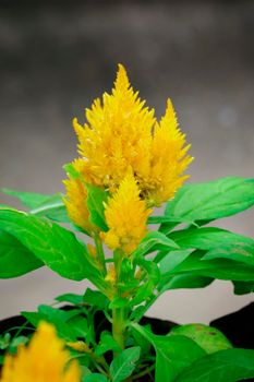 Image of Yellow Celosia flowers in the garden.