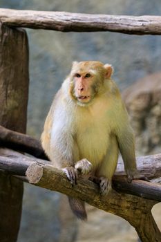 Image of monkey sitting on a tree branch. Wildlife Animals.