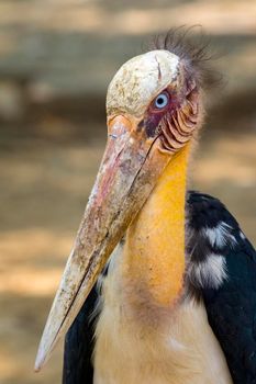 Image of a Lesser adjutant stork. wild animals.