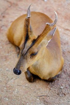 Image of Barking deer or Muntjac (Muntiacini) relax on the ground. Wildlife Animals.