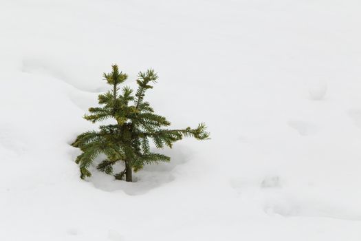 A small green Christmas tree stands alone among a snowy plain in a field. A coniferous tree sapling grows alone in a snowdrift in winter. Soft warm daylight. Close-up.