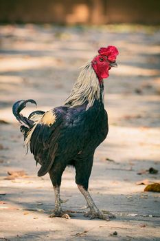 Image of a rooster on nature background. Farm Animals.