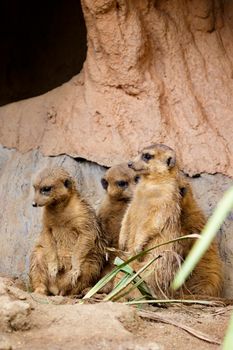 Group of Meerkat (Suricata suricatta) on nature background. Wildlife Animals.