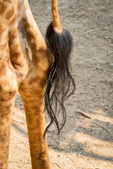 Image of giraffe's tail. Wild Animals.