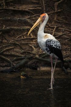 Image of Painted Stork (Mycteria leucocephala) on nature background. Wild Animals. Bird,