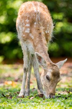 Image of a deer on nature background. wild animals.