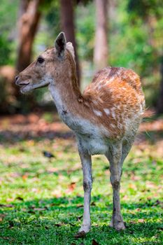 Image of a deer on nature background. wild animals.