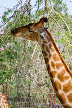 Image of giraffe on nature background. Wild Animals.