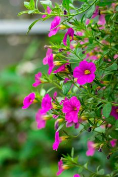 Image of Pink Spreading Petunia(Petunia x hybrida) in the garden. Flowers.