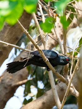 Image of asian koel bird (Eudynamys scolopaceus) male, on the branch on natural background.