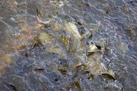 Image of a fish herd in the water(Java barb, Silver barb). Aquatic animals