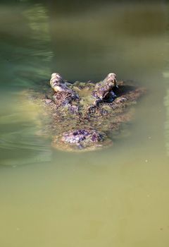 Image of a crocodile head in the water. Reptile Animals.