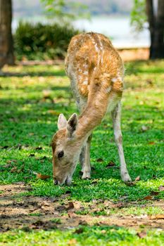 Image of a deer on nature background. wild animals.