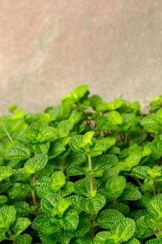 Image of green fresh mint leaf in the garden.