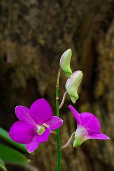 Image of beautiful purple orchid flowers in the garden.