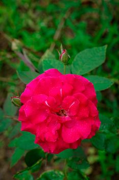 Image of beautiful red roses in the garden. Red flowers.