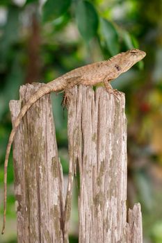 Image of brown chameleon on the stumps on the natural background. Reptile. Animal.