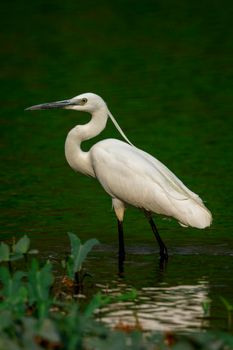 Image of little egret (Egretta garzetta) looking for food in the swamp on nature background. Bird. Animals.