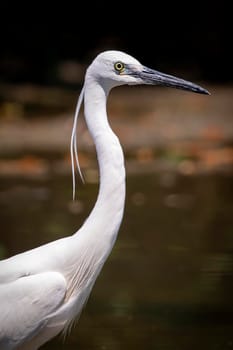 Image of little egret (Egretta garzetta) looking for food in the swamp on nature background. Bird. Animals.