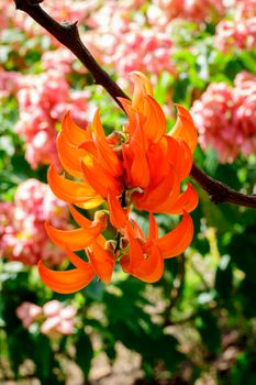 Flower of New Guinea creeper, Red Lade Vine in the garden