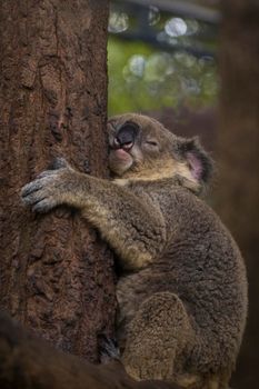 Image of a koala bear sleep on tree. Wild Animals.