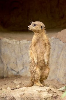 Image of Meerkat standing (Suricata suricatta) on nature background. Wildlife Animals.
