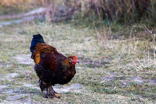 A rare breed chicken walks freely on the farm on the grass. Poultry with furry paws feeds on the lawn. Warm summer day, soft light.