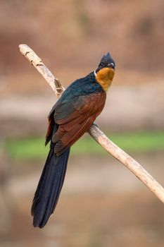 Image of Chestnut-winged Cuckoo bird(Clamator coromandus) on a branch on nature background. Bird. Animals.