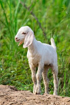 Image of little white goat on the green meadow. Farm Animal.