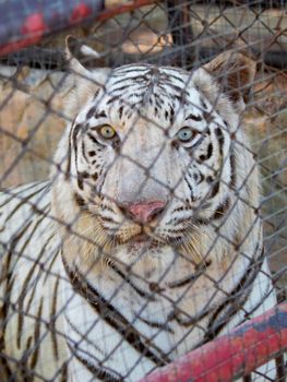 Image of a white tiger in the cage. Wild Animals.