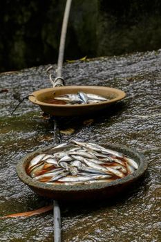 Image of a fish in the plate. Aquatic animals. Food