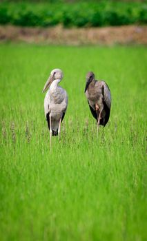 Image of Asian Openbill Stock bird in the middle of a field on a natural background. Bird. Animal.